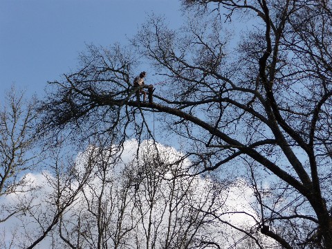 Tree Work 065 Medium Web view.jpg